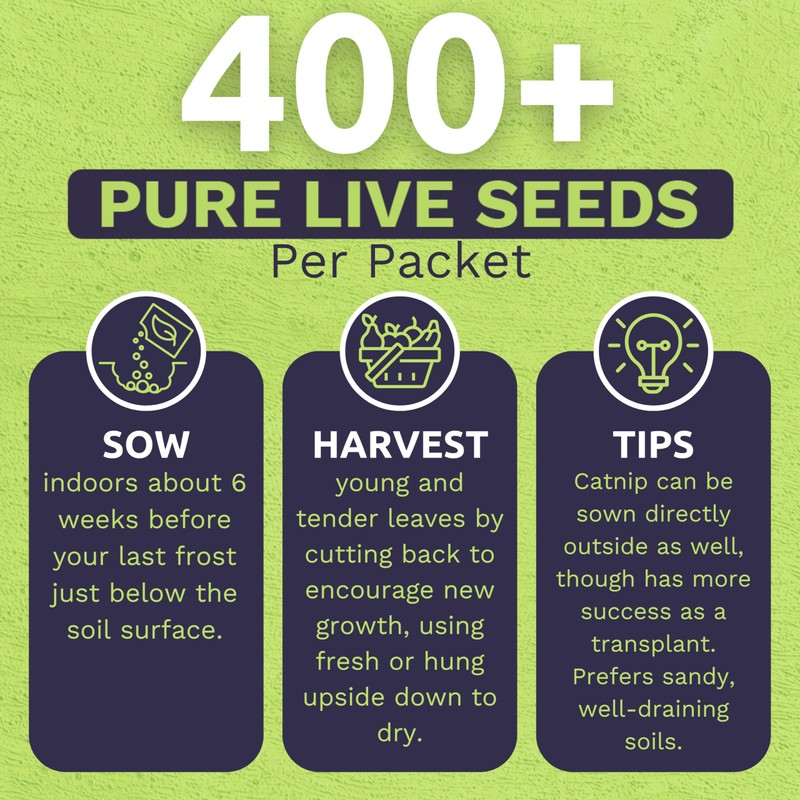 Catnip Seeds – Two Seed Packets! – Over 800 Open