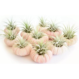 Florida Shells and Gifts 10 Pack Beautiful Air Plant w. Pink Sea Urchin Nautical Gift Beach Wedding Decor