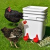 Chicken Waterer Cups | Automatic Large Chicken Water Feeder for