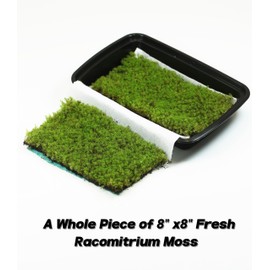 LUCKY PLANT Fresh Live Moss Variety Pack - Ideal for DIY Terrariums, Miniature Bonsai, Potted Plants, Reptiles, Succulents, (A Whole Piece of 8" x8" Fresh Racomitrium Moss)
