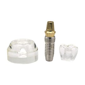 Modelo de demostración de implantes dentales, dientes transparentes para estudio enseñan M2020