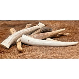 WhiteTail Naturals 5 PACK - Pre Drilled Deer Antler Crafting Tips * A * GRADE  (Choose Size) - Large - 3 to 4 inches