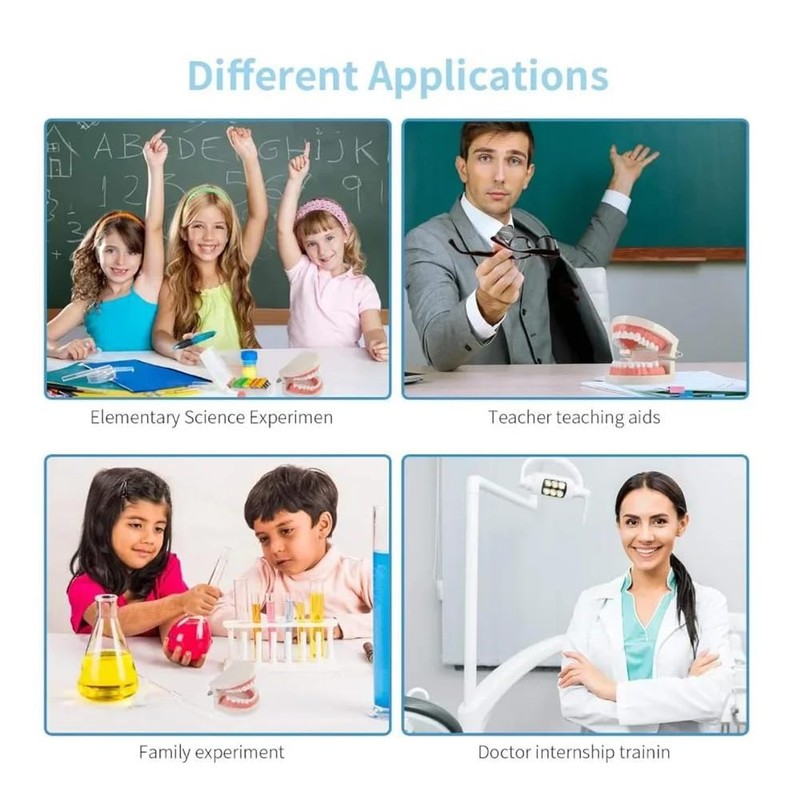 Tooth Model, Dental Care Model, Demonstration Tooth Model, Adult Simulation