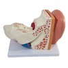 Axis Scientific Human Ear Model, 5 Times Enlarged 4 Dimensional
