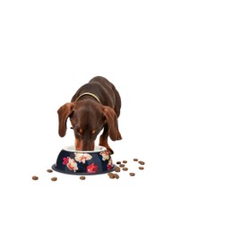 Rosewood Joules Bircham Bloom Dog Bowl