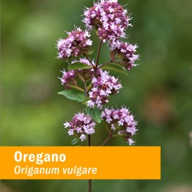 Herb Pharm Oregano Spirits Extract and Essential Oil Blend for Immune Support* - 4 Ounce