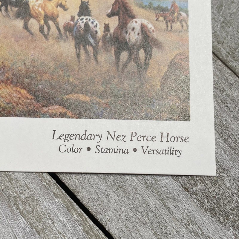 Orren Mixer The Appaloosa Horse Postcard Blank Back 4.25 x