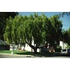 HPGS 10 Seeds - Mayten ""Weeping Green Shower"" Tree Seeds