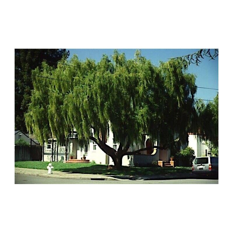 HPGS 10 Seeds - Mayten ""Weeping Green Shower"" Tree Seeds