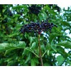 Sambucus nigra: European Elder Seeds