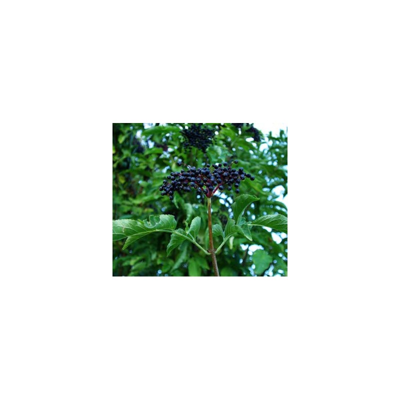 Sambucus nigra: European Elder Seeds