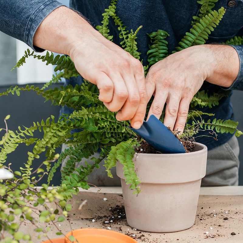 Doter Potting Soil Mix for Fern 2qt, Custom Hand Blended