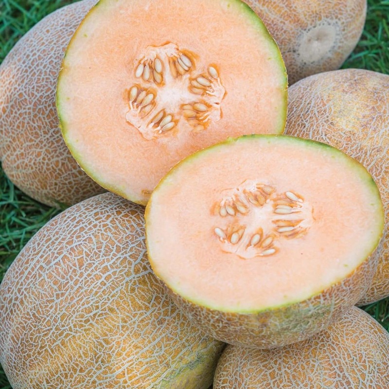 JQBay Cantaloupe Melon Seeds – 25 Seeds Non-GMO Heirloom Variety