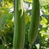 JQBay Super Long Luffa Gourd Seeds – 30 Seeds –