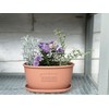 Hachiman Kasei Hachiman Gardens Arble 245995 Eco Saucer, Oval Type,