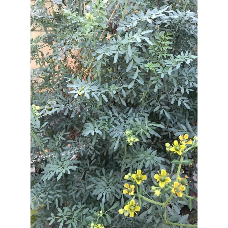 Rue Common Rue Plant 6” With Pot Ruta graveolens Herb