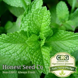 Honest Seed Co. Heirloom Peppermint Seeds | Non-GMO Herb Garden Perennial Seeds from USA