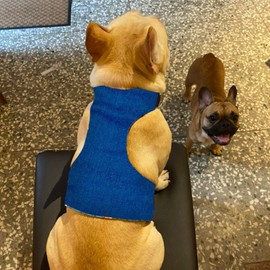 Ice Vest for Dogs,Dog Cooling Shirt - Adjustable Lightweight Jacket with D Ring for Small & Medium Breeds Outdoor Summer Hiking Walking