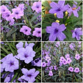 10 Mexican Petunia Ruellia Brittoniana Perennial Well Rooted Plants Shrub Garden As003