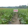 Frontier Seeds Hill Country Red Okra Seeds NON-GMO Heirloom Open
