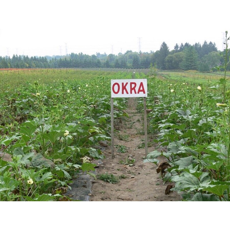 Frontier Seeds Hill Country Red Okra Seeds NON-GMO Heirloom Open