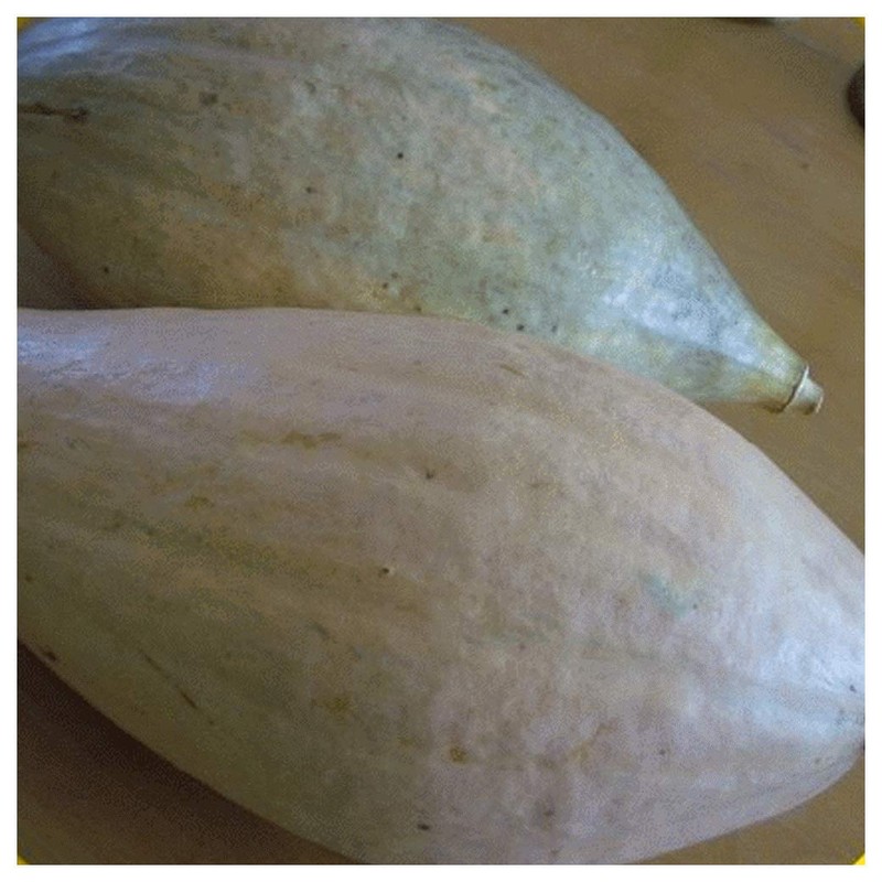 Everwilde Farms - 1 Oz Sibley Winter Squash Seeds -