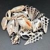 PEPPERLONELY 20 PC Center Cut Assorted Mixed Medium Sea Shells,