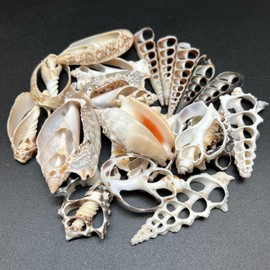 PEPPERLONELY 20 PC Center Cut Assorted Mixed Medium Sea Shells, 1-1/2 Inch ~ 2-1/2 Inch