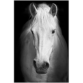 Shukqueen Painting by Number, DIY Oil Painting Kit for Children, Beginner, Adults, Home Decoration, Black and White Horse, 16X20 Inch, Frameless