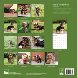 2026 Wall Calendar | 12" x 24" Open | Dog Photography Thick & Sturdy Paper for Organizing & Planning | Office Kitchen Decor or Gift | Pacific Waters Press (Yorkshire Terrier Puppies)