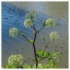 Everwilde Farms - 1 Oz Angelica Native Wildflower Seeds -