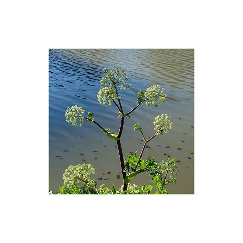 Everwilde Farms - 1 Oz Angelica Native Wildflower Seeds -