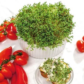 Cress Seeds - Curled - 1/4 Pound - Vegetable Seeds, Open Pollinated Seed Fast Growing, Container Garden
