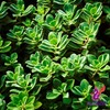 Alebrixes | Boldua Leaves Herbal Tea (4oz)| Premium Quality Whole