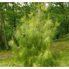 Pinus patula (Mexican Weeping Pine) Tree Seed, Light Green Needles,