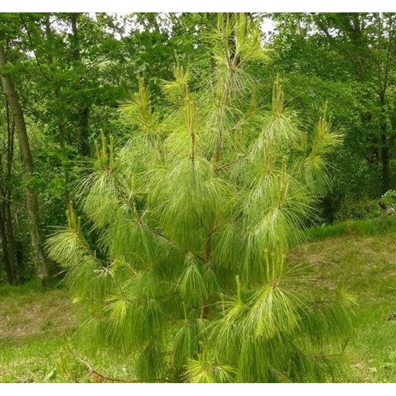 Pinus patula (Mexican Weeping Pine) Tree Seed, Light Green Needles,