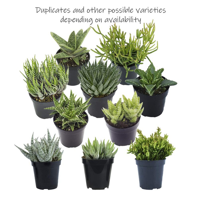 Altman Plants, Assorted Succulents Plants Live Houseplants (12PK), Succulent Plants
