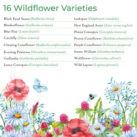 Kansas Wildflower Seed Mix, Covers 325 Sq Ft, 16 Flower Varieties, Over 40,000 Seeds, Created By Nature
