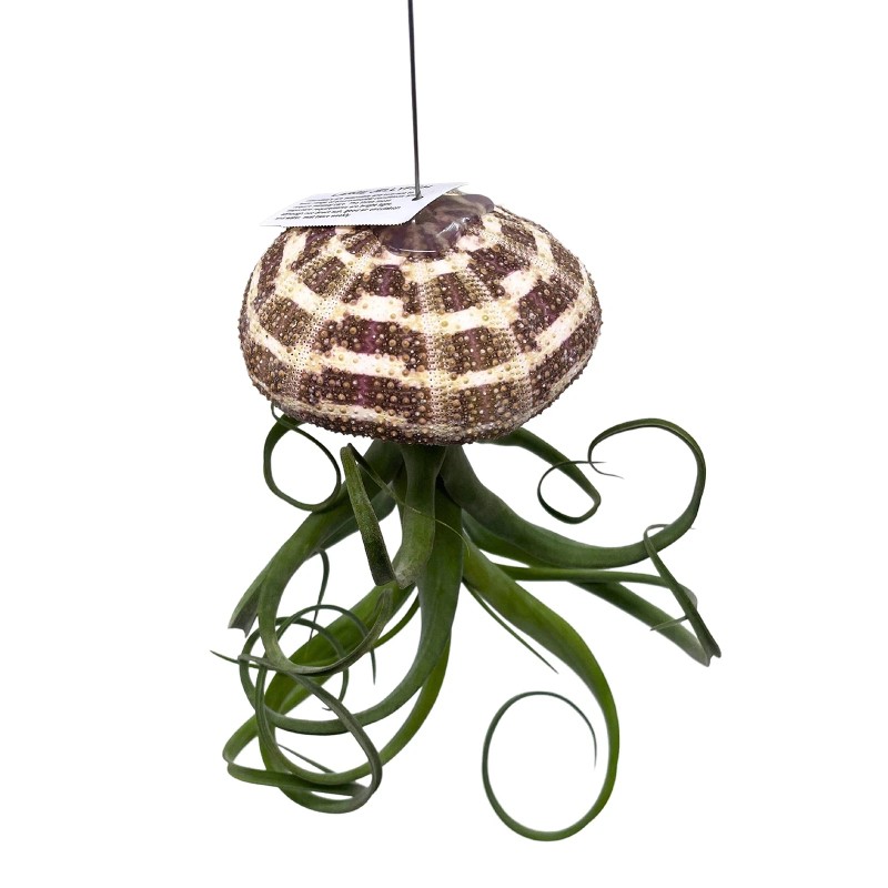 Florida House Plants Large Tillandsia Jellyfish, Big Hanging air Plant