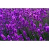 Lavender Provance Lavandula Seeds for Planting Herb Garden About 100