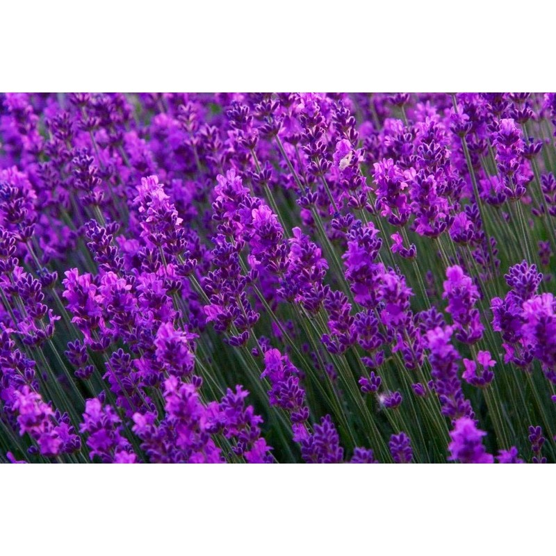 Lavender Provance Lavandula Seeds for Planting Herb Garden About 100