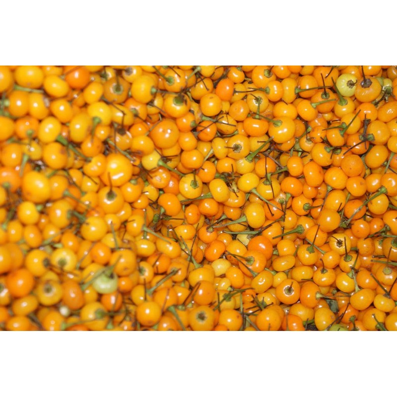 Aji Charapita Pepper 10+ Seeds