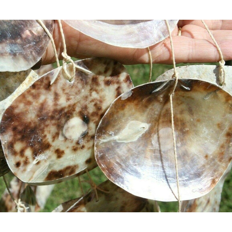 Large Seashell Windchime, Makes Mellow Tropical Breeze Sounds in The