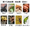 Active Island Reptile Flooring Mat Thermal Moisturizing Sheet Breeding Green