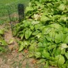 14 inch(H) x 20 feet(L) Green Garden Border Edging Folding