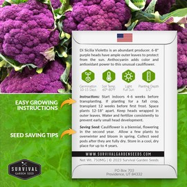 Purple Cauliflower Seeds for Planting – Violetto di Sicilia – Heirloom Italian Cauliflower Variety Producing Deep Violet Heads - Non-GMO, Open-Pollinated - Survival Garden Seeds (1 Pack)