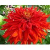 200 Red Giant Cactus Zinnia Seeds for Planting 2+ Grams
