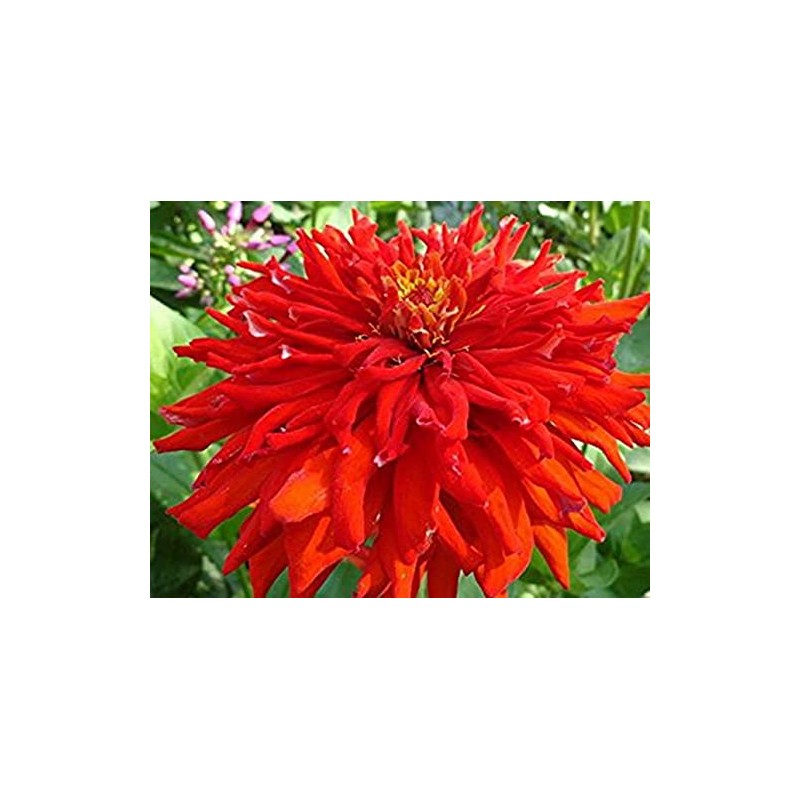 200 Red Giant Cactus Zinnia Seeds for Planting 2+ Grams
