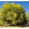 Blue Palo Verde Tree 15 Seeds