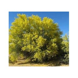 Blue Palo Verde Tree 15 Seeds
